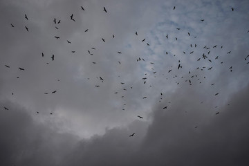 Picture of birds flying in the cloudy sky