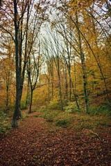 colorfully forest trees in autumn season on sunny day