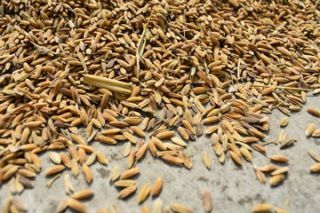 Closeup image of paddy rice seed laid on the ground