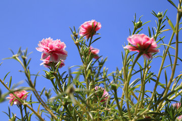 Pink Portulaca flowers on blue sky background