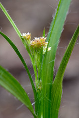field wood-rush - Feld-Hainsimse (Luzula campestris), Spessart, Germany