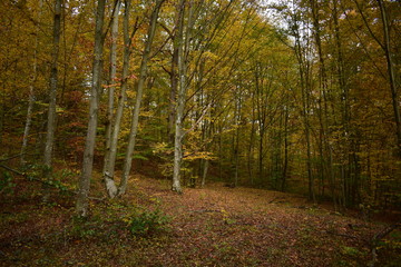 colorfully forest trees in autumn season on sunny day