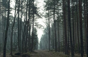 Coniferous forest with fog. Magic forest