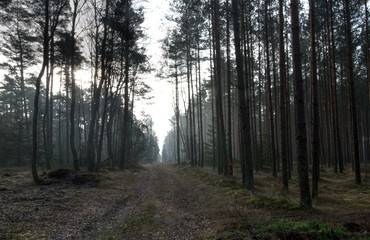 Coniferous forest with fog. Magic forest