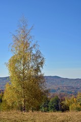 colorfully forest trees in autumn season on sunny day
