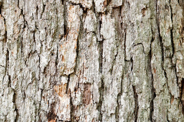 tree bark texture