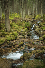 Obraz premium Rocks in the forest