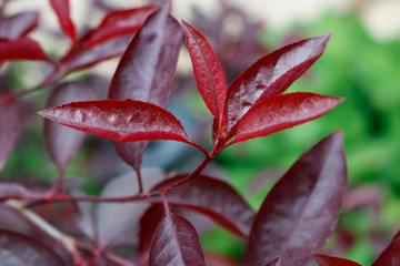 red leaves of a tree