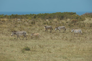 Fototapeta na wymiar A herb of zebras stand on the grass field in Africa