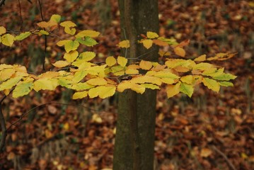 colorfully forest trees in autumn season on sunny day