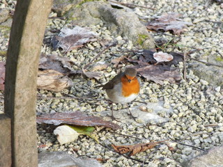 Robin