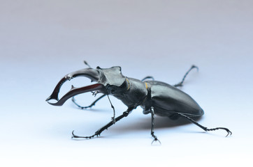 Male stag beetle (Lucanus cervus) on the white background. Stag beetle Lucanus cervus, the largest european beetle, an endangered species