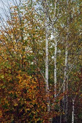 colorfully forest trees in autumn season on sunny day