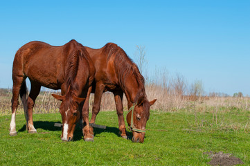 wild horse on a large meadow with beautiful scenery of blue sky and quiet at sunrise