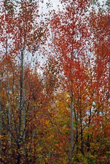 Fototapeta na wymiar colorfully forest trees in autumn season on sunny day