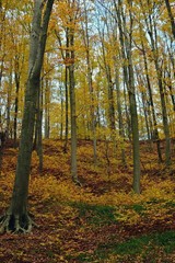 colorfully forest trees in autumn season on sunny day