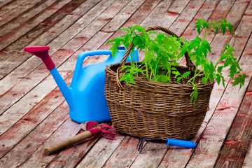 Wicker basket with tomato seedlings close-up