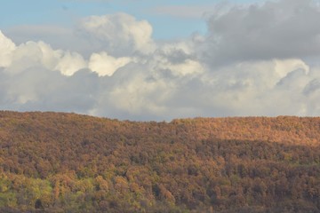 colorfully forest trees in autumn season on sunny day