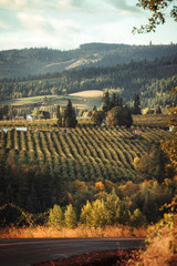 Hood River orchards