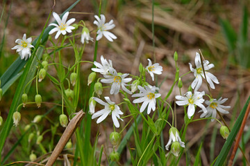 Große Sternmiere (Stellaria holostea) im Spessart - addersmeat, greater stitchwort
