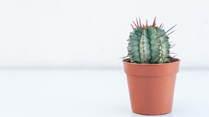 small cactus red spike green