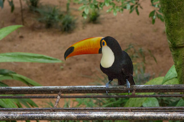 Tucano