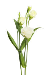 White lisianthus flowers