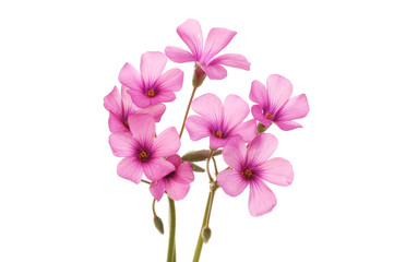 Pink oxalis flowers