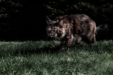 Maine Coon cat is hunting. Night hunter, stalking predator in the moonlight
