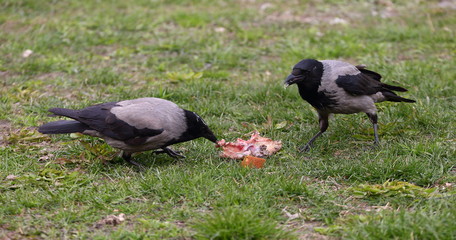 Crows share a piece of food on the grass