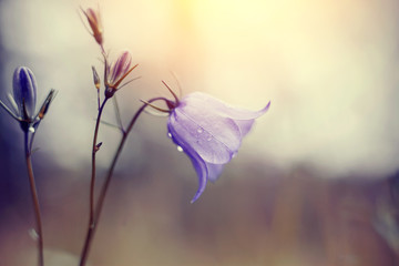 Blue Harebells (Campanulas) wild flowers
