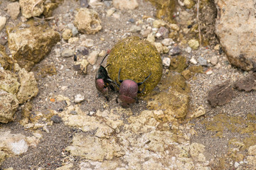 A pair of brown dung beetles (Onthophagus gazella Fabricius) rolling a ball of dung along the ground, Kenya, East Africa