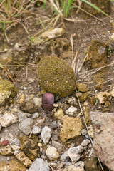 A brown dung beetle Onthophagus gazella Fabricius) rolling a ball of dung along the ground, Kenya, East Africa