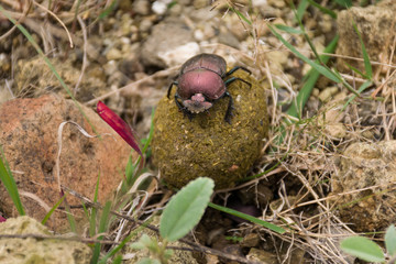 A brown dung beetle Onthophagus gazella Fabricius) rolling a ball of dung along the ground, Kenya, East Africa