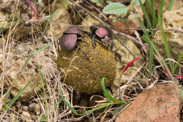 A pair of brown dung beetles (Onthophagus gazella Fabricius) rolling a ball of dung along the...
