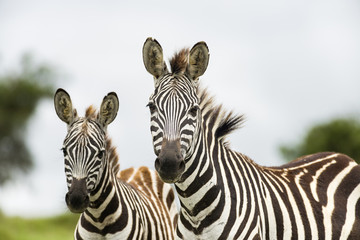 A pair of common plains zebra (equus quagga), Kenya, East Africa