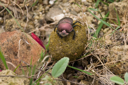 A brown dung beetle Onthophagus gazella Fabricius) rolling a ball of dung along the ground, Kenya, East Africa