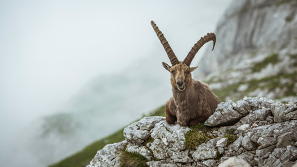 Mountain goat on a rock - 345366827