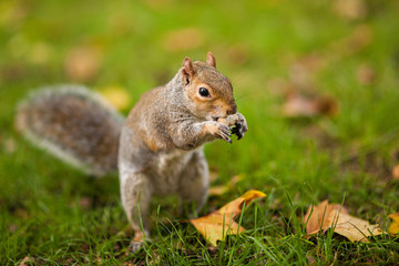 Squirrel eating nut