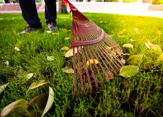Man picking up fallen autumn leaves in the yard