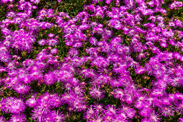 Prato verde di fiori viola.