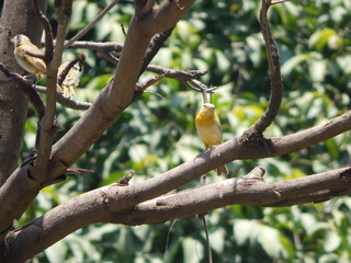 canarios de parque natural, en su esplendor