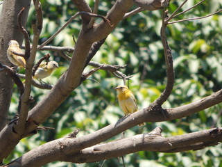 canarios de parque natural, en su esplendor