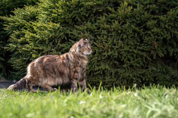 Big maine coon cat on the green lawn in the park. Sunny summer, spring day.