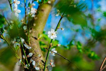 spring nature macro photography of white flower on tree branch May month blossom season clear weather bright colorful day time with blurred green and blue garden background