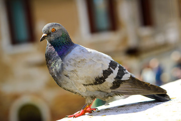 Pigeon on the railing of a building .Pigeon on the railing of a building .