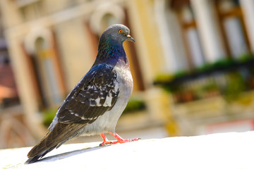 Pigeon on the railing of a building .Pigeon on the railing of a building .