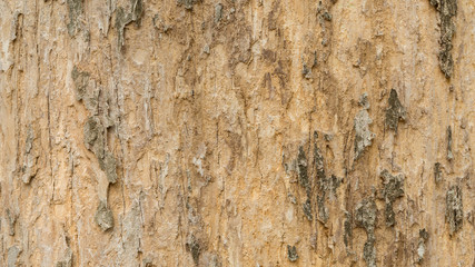 tree bark texture