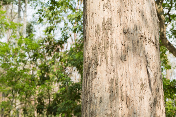 Teak Trees in Thailand precious hardwoods one of the last major areas of tropical forest in Asia