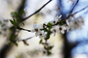 cherry blossom in spring